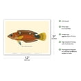 thumbnail image 2 of Pihi (Julis Greenovii) - Clown Wrasse Fish - from Fishes of Hawaii - Vintage Hawaiian Color Postcard c.1905 - Master Art Print (Unframed) 9in x 12in, 2 of 4