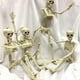 thumbnail image 1 of Paquete de 2 esqueletos de Halloween BuyWeekMX esqueleto realista de cuerpo completo, 1 of 7