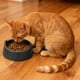 thumbnail image 5 of Los Cuencos de Comida para Gatos de Plástico Negro 18.5x15x6.3cm Pueden Alimentar a Gatos para Gatos de Alimentación Diaria, 5 of 6