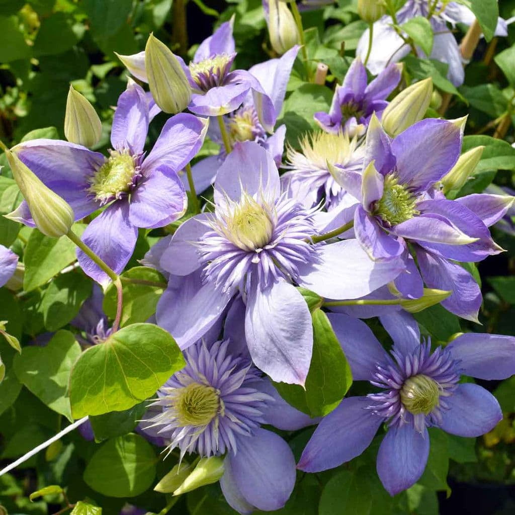 Clematis Blue Light - Live in 4 inch Growers Pot - Clematis 'Vanso' - Starter Plants Ready for The Garden - Beautiful Violet Blue Flowering Vine - Walmart.com