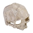thumbnail image 1 of Skull Statue Skull Statue, Skull Statue Decor, Highly Simulated Elegant Fish  For Aquarium, 1 of 8