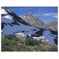 thumbnail image 1 of Great BIG Canvas | Rolled Howie Garber Poster Print entitled Herd of Mountain Goats feed on first Lupine of the year. Mt. Timpanogos Wilderness,, 1 of 4