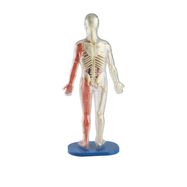 SmartLab Squishy Human Body Kit - Visible Science Anatomy