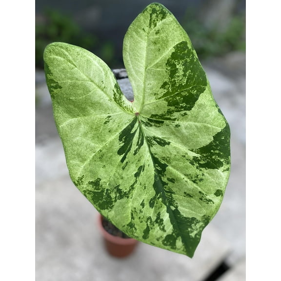 Blue Buddha Farm: Frog in a Blender Caladium (2 Bulbs) - Easy to Grow Indoor or Outdoor Perennial Plant