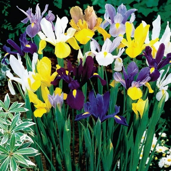Daylily Nursery Dutch Iris Plant Bulbs - (40 Count)