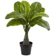 thumbnail image 3 of Areca, Fontaine et Palmier Bananier (Ensemble de 3), 3 of 4