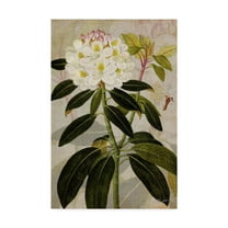 Trademark Fine Art 'Rhododendron I' Canvas Art by John Butler