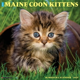 Dress up Your Kitty 2018 16 Month Calendar Includes