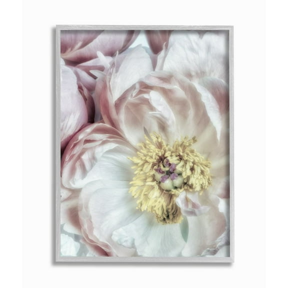 Stupell Industries Soft Flower Bloom Neutral Pink White Photograph Gray Framed Art Print Wall Art, 16x20, by Dianne Poinski