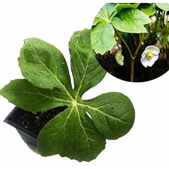 Mayapple Plant (Podophyllum peltatum) 2.5 inch Pot