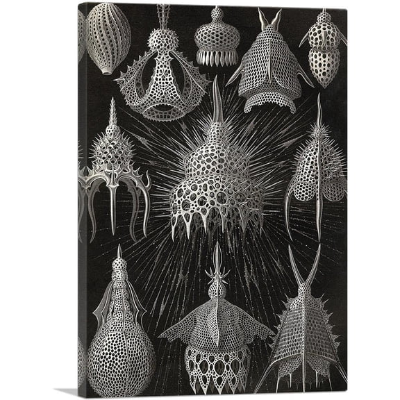 ARTCANVAS Cyrtoidea Canvas Art Print by Ernst Haeckel - Size: 26" x 18" (0.75" Deep)