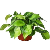 Philodendron Hederaceum Brasil Live Plant for Indoor | Different Houseplants in 4'' & 6'' Pot | Real House Plant for Living Room, Office, Desk & Bathroom | Cordatum
