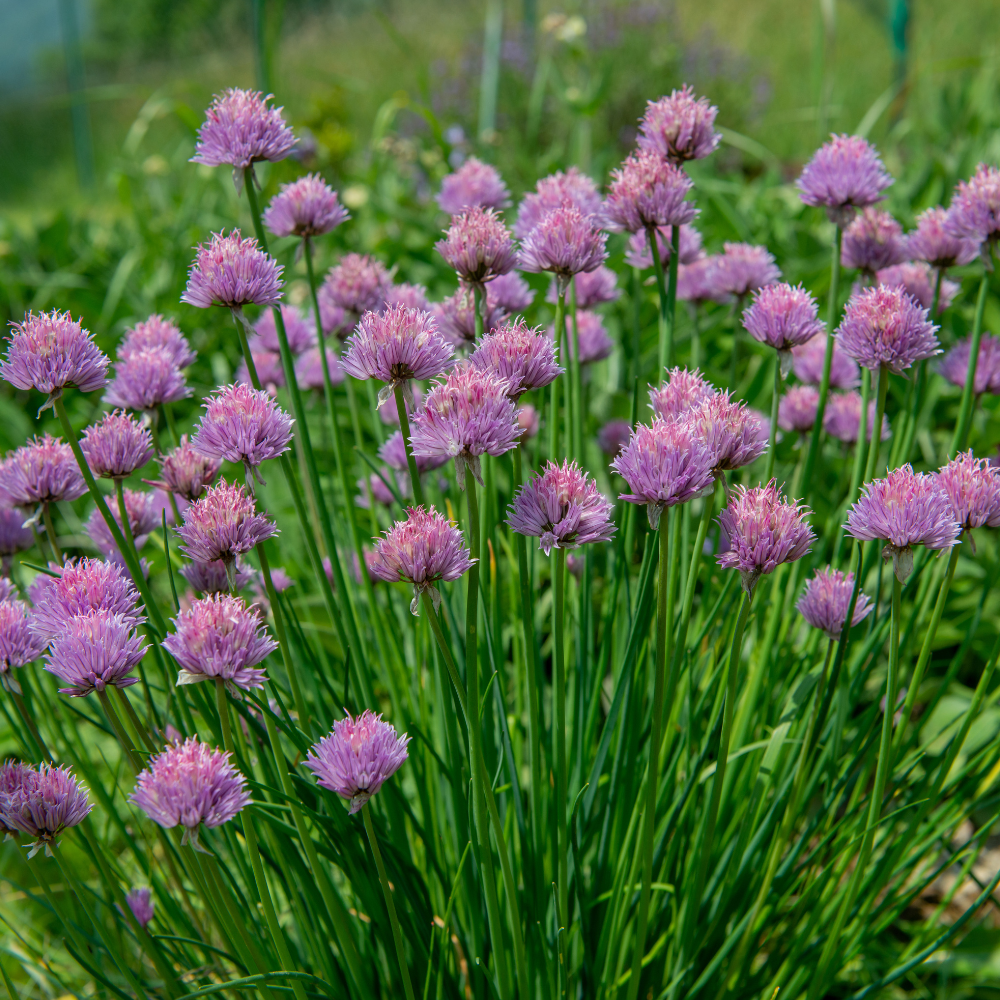 Set 10 Garlic Chives Live Plant Bare Roots Hardy Perennial Herb for Growing Indoor Outdoor
