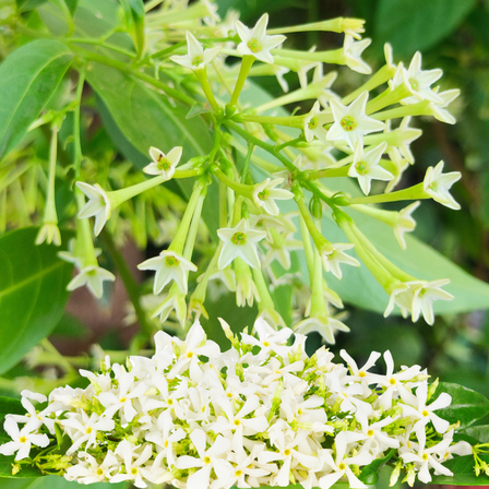 Pack 2 Jasmine Plant Live, Night Blooming Jasmine Shrubs for Landscaping, White and Fragrant Flower at Night, Cestrum Nocturnum