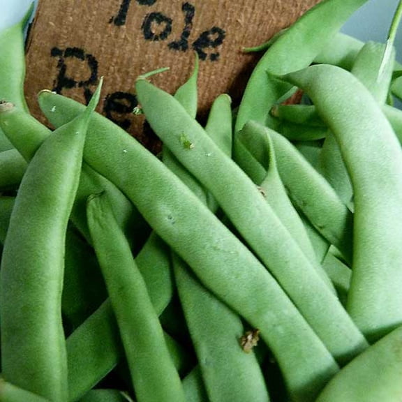 Organic Kentucky Wonder Pole Bean Seed 1/2 OZ ~50 Seeds - Non-GMO Open Pollinated Heirloom Vegetable Gardening Seeds