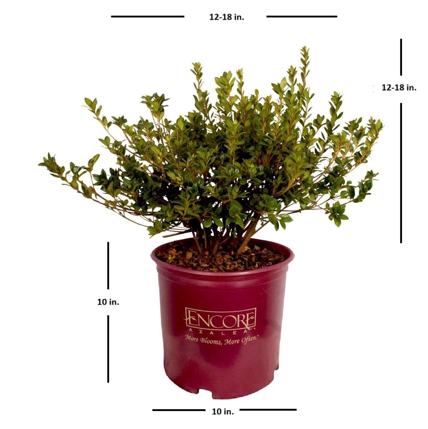 Encore Azalea Autumn Monarch (3 Gallon) Orange Red Flowering Shrub - Full Sun Live Outdoor Plant