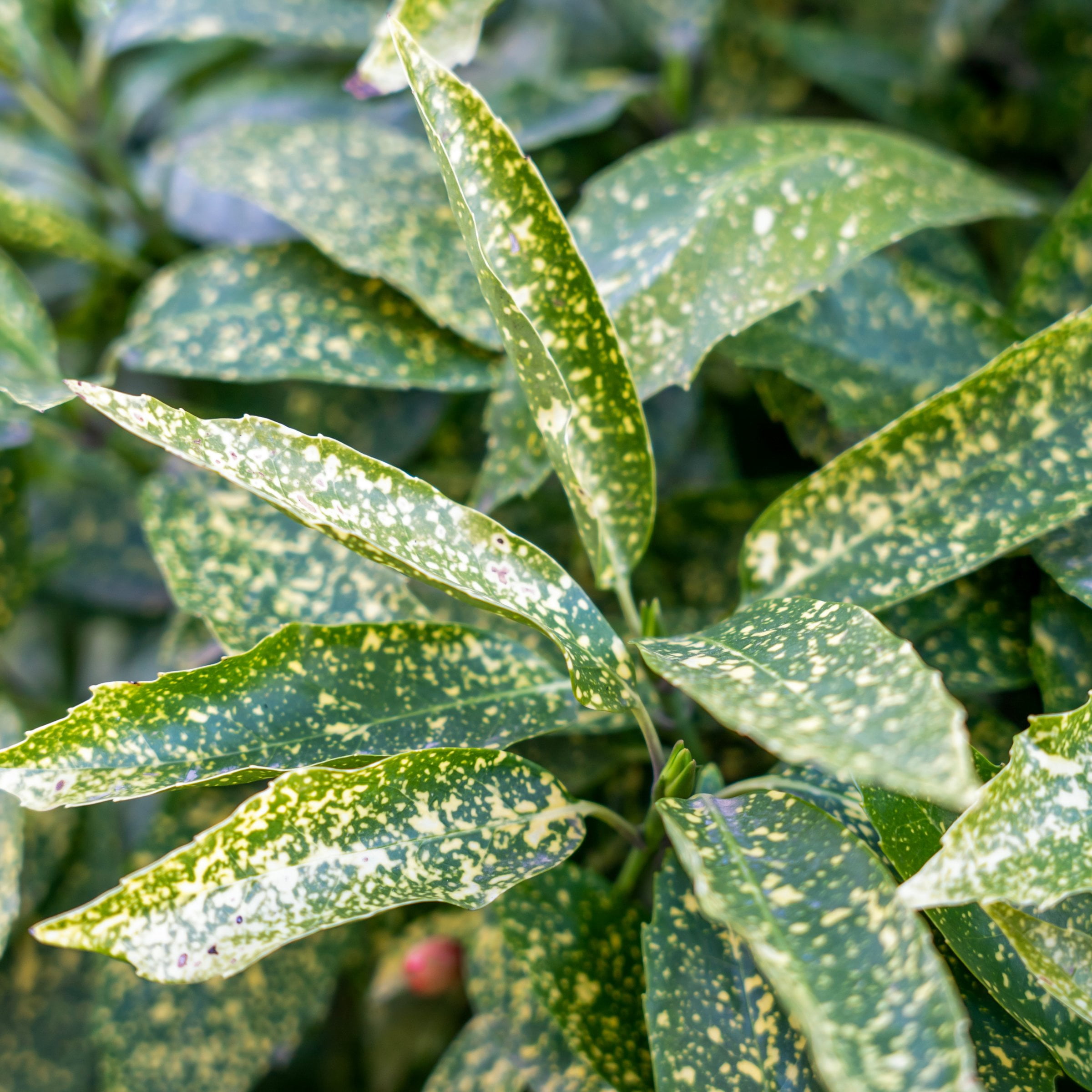 3 gal. Hosaba Hoshifu Acuba Shrub