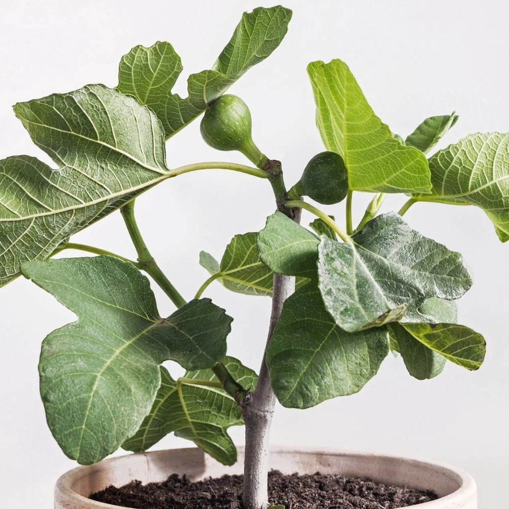 Expert Gardener 18" Purple Olympian Fig Live Plants in 11" Grower Pot, Fruiting