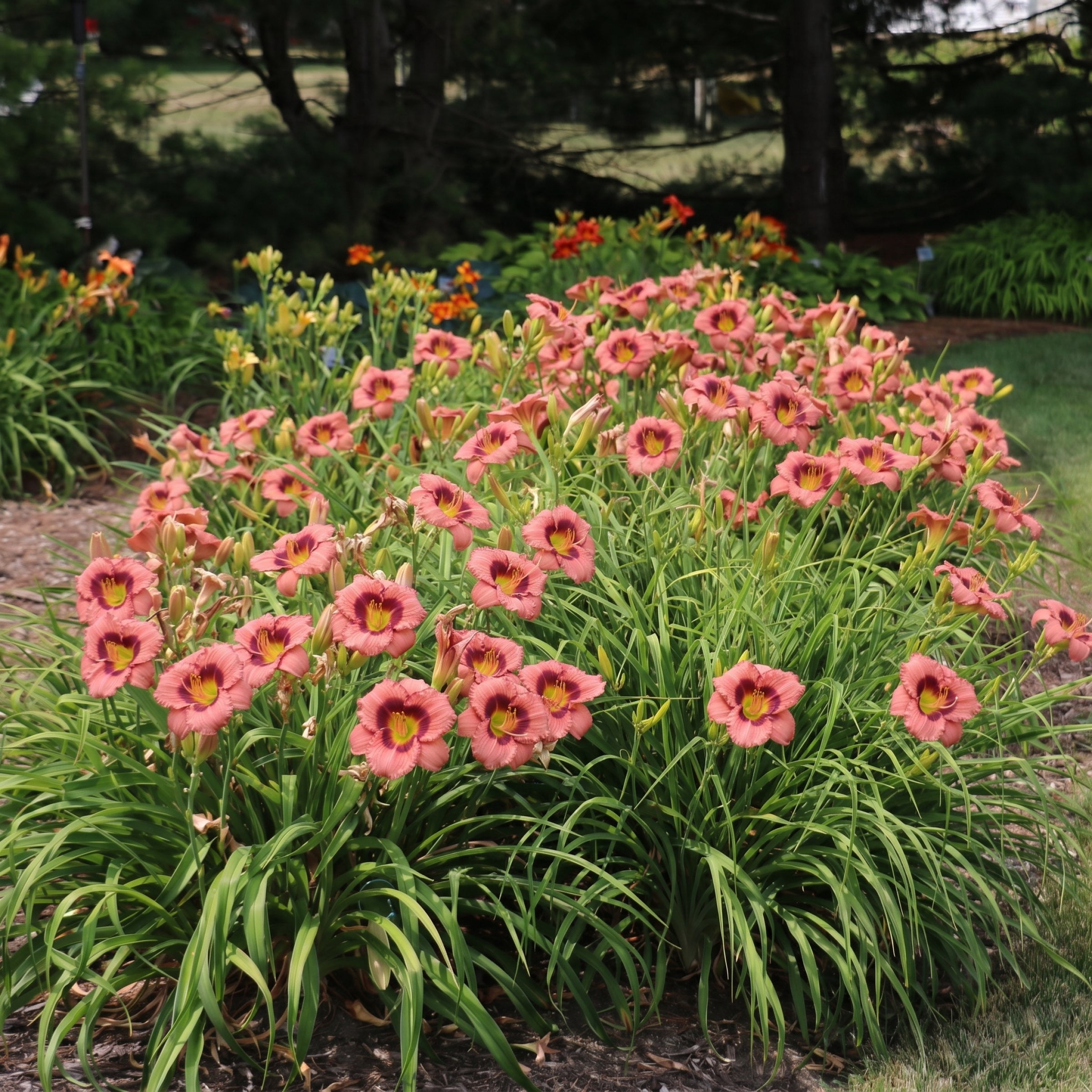 National Plant Network Bare Root Daylily Rosy Returns Perennial Plant (3-Pack)