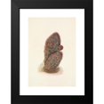 thumbnail image 2 of Mary Vaux Walcott 11x14 Black Modern Framed Museum Art Print Titled - Green Strawberry-Cactus. Echinocereus Viridiflorus (1925), 2 of 5