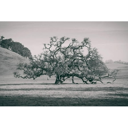 Coast Live Oak Elegance in Black and White, Northern California Print Wall (Best Towns In California To Live)