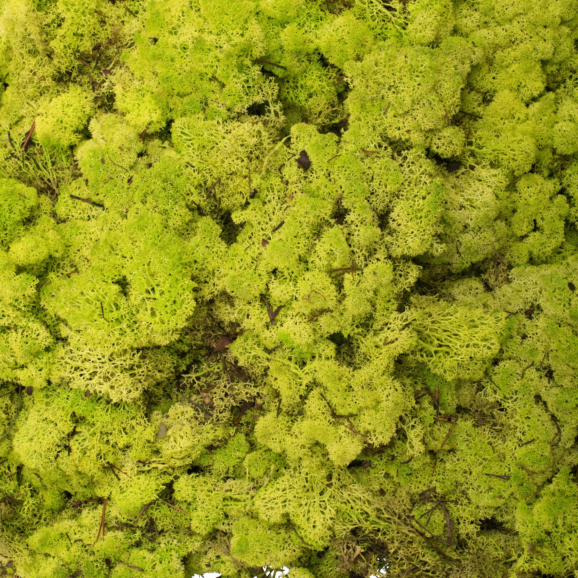 Vickerman Box Lime Green Moss, Reindeer- 9 lb bulk, Preserved