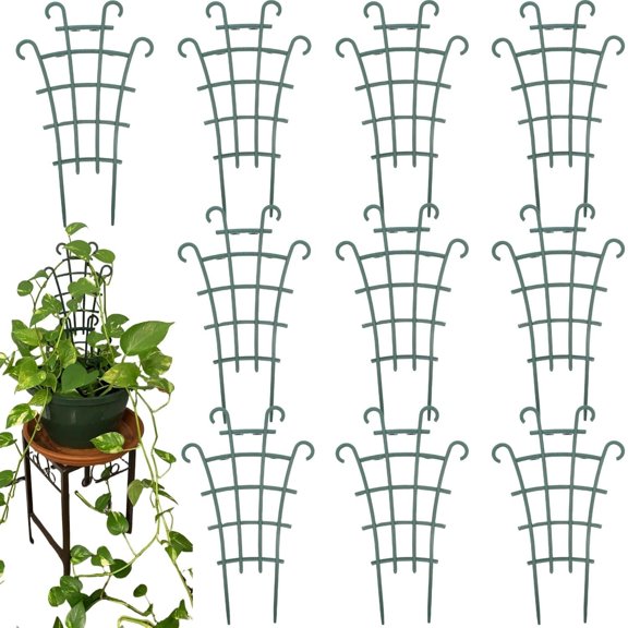 RedCrocus Wax Plant Hoya Assorted Trellis Indoor Outdoor Climbing Vine Fragrant Evergreen Foliage Pollinator Attractant 10" Pot