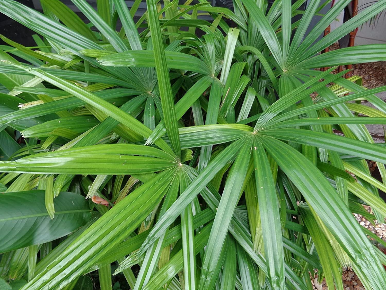 Lady Palm - 5 Live Plants in 6 Inch Growers Pots - Rhapis Excelsa - Beautiful Clean Air Indoor Outdoor Houseplant