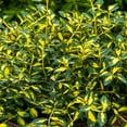 thumbnail image 3 of Moonshadow Euonymus, Broadleaf Evergreen Groundcover Starter Shrub grown in a 4 inch pot (1-Pack), 3 of 4