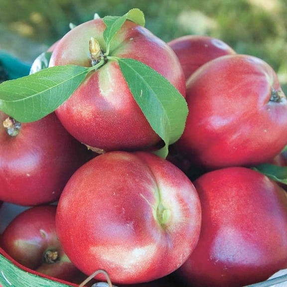 Direct Gardening Yumm Yumm Nectarine Dormant Bare Root Standard Fruiting Starter Tree