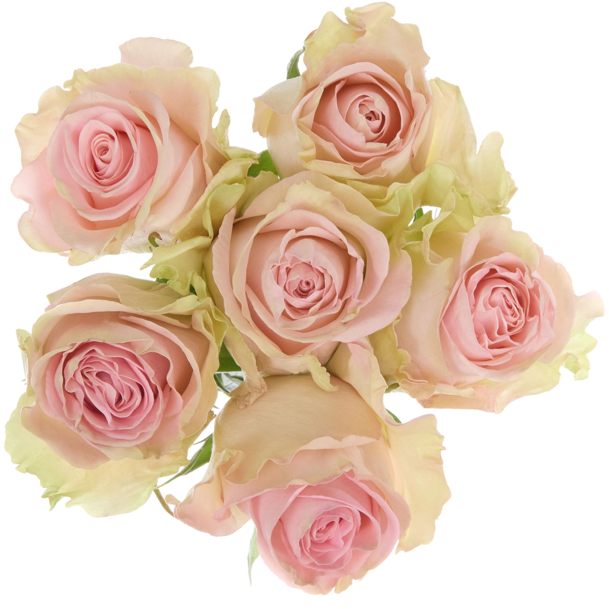 Assorted Color Roses 6 Stem, Colors May Vary