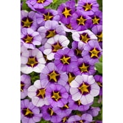 8-Pack, 4.25 in. Grande Superbells Evening Star Calibrachoa, Light Purple and Yellow Flowers, Live Plant