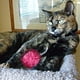 thumbnail image 5 of 30 Uds. Pelota de juguete para gatos, pelota de Color para gatos, pelota de juguete para gatos, pelota de juguete interactiva, 5 of 5