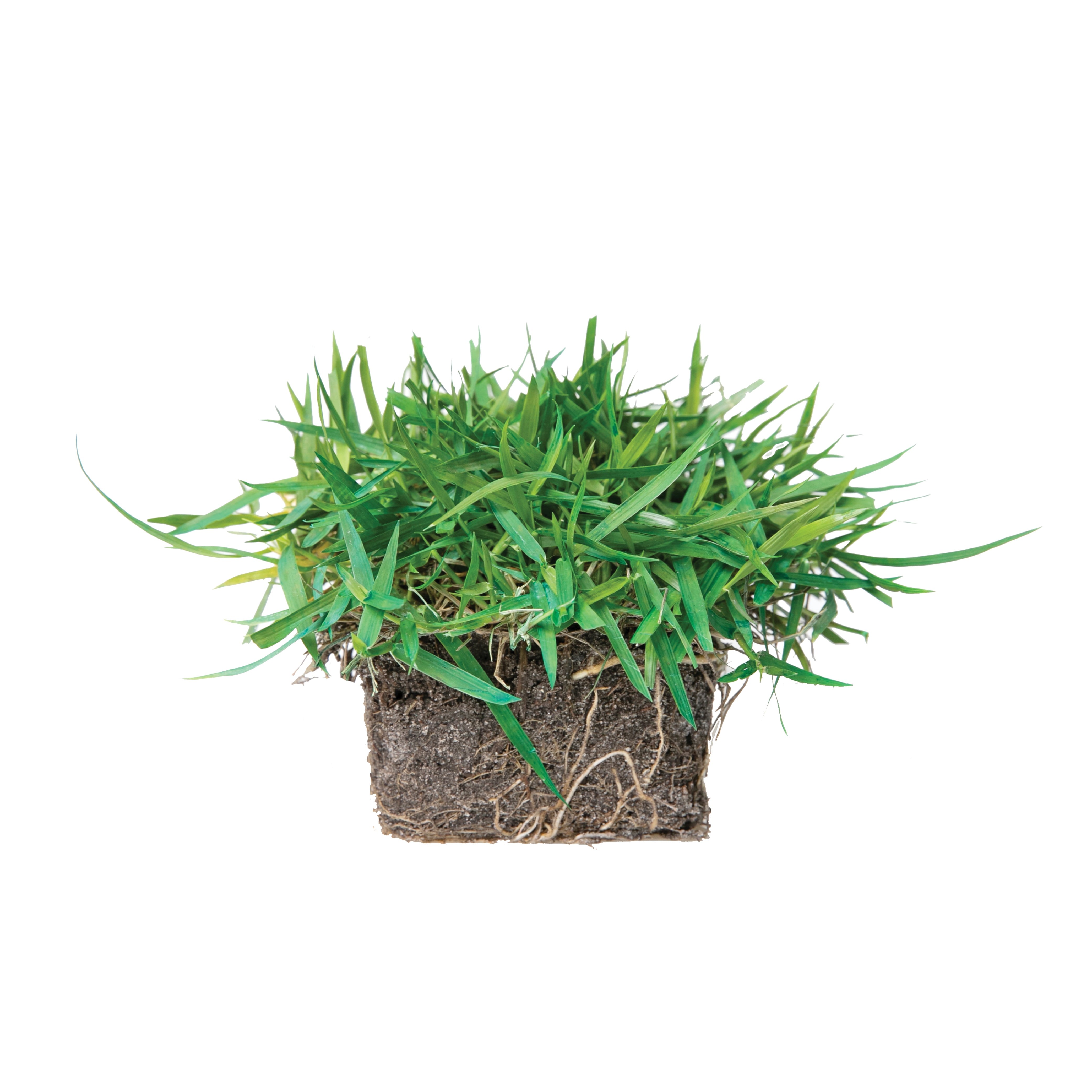SodPods Zoysia Grass Plugs (32 Count) Natural, Affordable Lawn Improvement