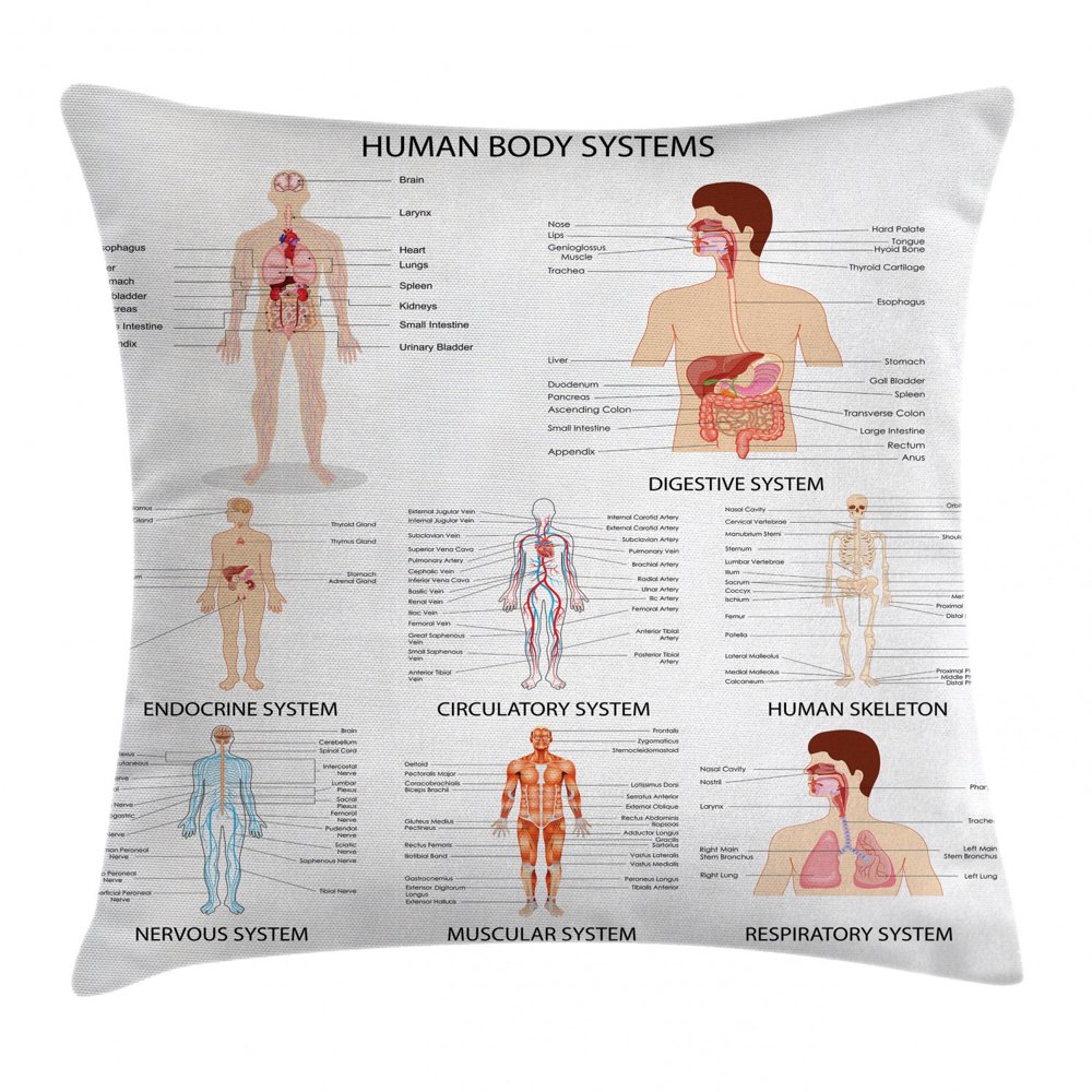 Human Anatomy Throw Pillow Cushion Cover, Complete Chart of Different Organ Body Structures Cell