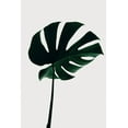 thumbnail image 2 of Artographie Studio 17x24 White Modern Wood Framed Museum Art Print Titled - Monstera Natural 10, 2 of 4