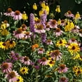 thumbnail image 2 of Outsidepride Midwest Wildflower Mix Flower Seeds, 2 of 5
