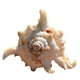 thumbnail image 3 of Btafrte Macetas Concha Mar Soporte Planta Aire Concha Natural Concha Marina para Exhibición, 3 of 9