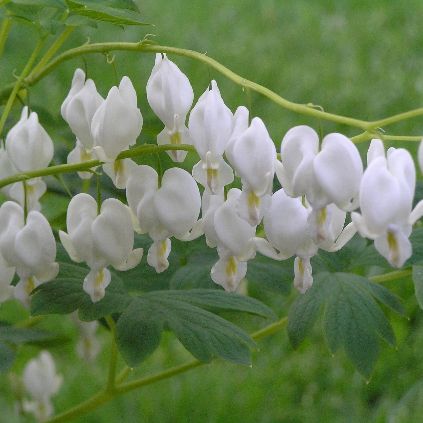 Better Homes & Gardens 2.5 Quart Multicolor Dicentra Bleeding Heart Perennial Live Plants