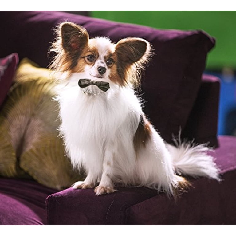 Show Dogs (DVD) - Walmart.com