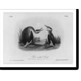 thumbnail image 2 of Historic Framed Print, Red-necked Grebe, 17-7/8" x 21-7/8", 2 of 9
