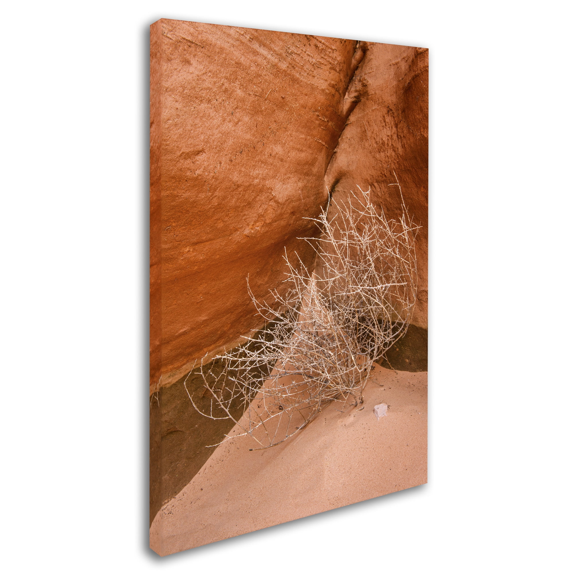 Trademark Fine Art 'Tumbleweed' Canvas Art by Michael Blanchette Photography