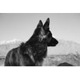 thumbnail image 2 of Muench, Zandria 24x17 Black Ornate Wood Framed with Double Matting Museum Art Print Titled - German Shepherd in the Coachella Valley-California, 2 of 4