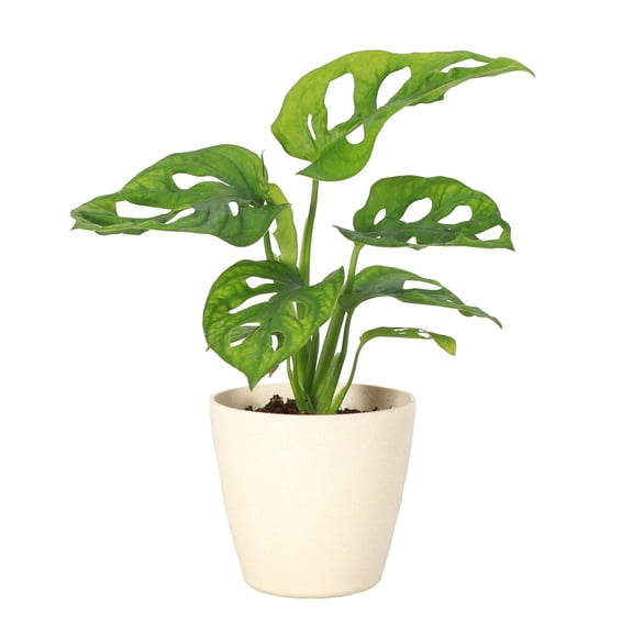 Live Swiss Cheese Plant - Monstera Adansonii - 4" Decorative Eco Pot - Natural