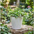 thumbnail image 3 of Hosley® Set of 2, 6In H White Bucket/Pots with PVC Liner, Ideal Gift for Wedding Home Office Party DYI Indoor Outdoor Garden Patio, 3 of 9