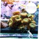 thumbnail image 4 of ELAYARD Rack Para De Coral En De Con Succión Para Estabilidad, 4 of 8