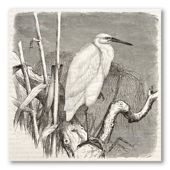 Designart ' Little Egret Bird in Monochrome ' Farmhouse Canvas Wall Art Print