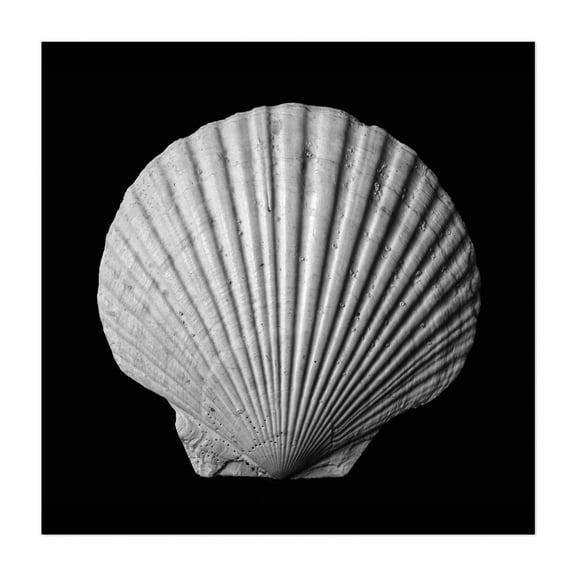 Scallop seashell - Photography Black and White Minimalist Beach Coastal Marine Life Nautical Nature Unframed Wall Art Print 6 x 6 inches