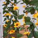 thumbnail image 3 of unbranded 1Ud Planta Artificial De Girasol En Tela Con Rattan Simulado Para Duradera Y, 3 of 8
