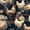 Color 1, variant on Peel and Stick Wallpaper White Chicken Farmyard Light Blue 24in x 118in Contact Paper Removable Self Adhesive Wall Mural Wall Decor for Bedroom Kitchen Cabinets